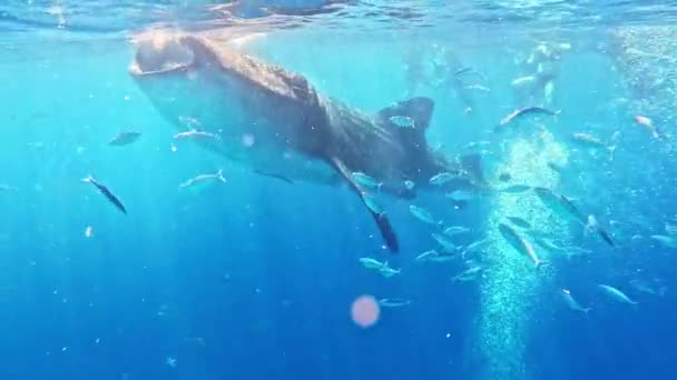 Nutrire Gli Squali Balena Mare Aperto Blu Acqua Enormi Barche — Video Stock