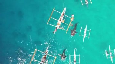 Okyanusta tekneleri olan balina köpekbalıkları bir drondan çekim yapıyor. Yüksek kaliteli 4K görüntüler mavi okyanus bir çok balina köpekbalığı ve insanların köpekbalıklarını beslediği tekneler. Filipinler oslob balina köpekbalıkları izliyor. 