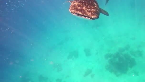 Feeding Whale Sharks Open Ocean Blue Water Huge Fish Boats — Stock Video