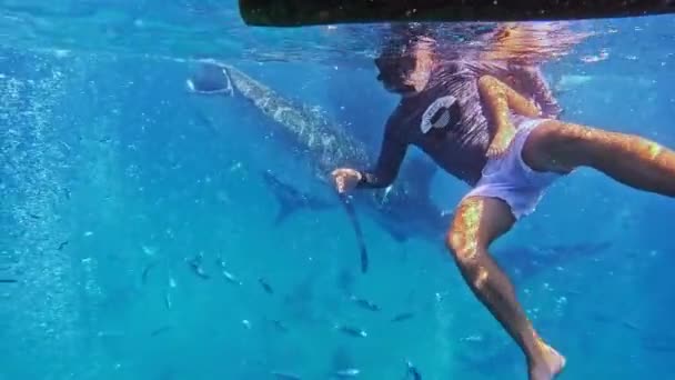 女孩在海里与鲸鲨一起潜水小女孩与鲸鲨一起游泳 高质量的4K镜头 — 图库视频影像
