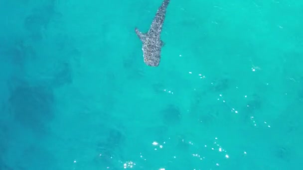 無人機から撮影された海の中のボートとジンベイザメ 高品質の4K映像青い海多くのジンベエザメやサメを餌とボート フィリピンオスロブジンベイザメの観察 — ストック動画