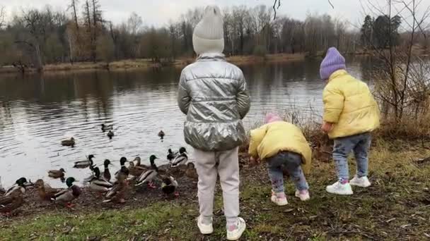 Little Sisters Triplets Feed Ducks Bread Autumn Lake Children Dressed — Stock Video
