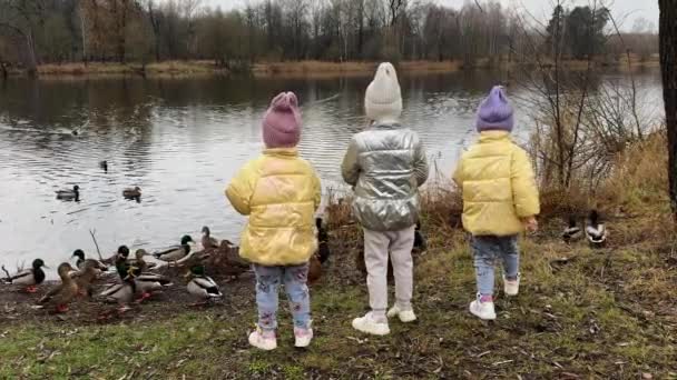 Las Hermanitas Trillizos Alimentan Los Patos Con Pan Lago Otoñal — Vídeo de stock