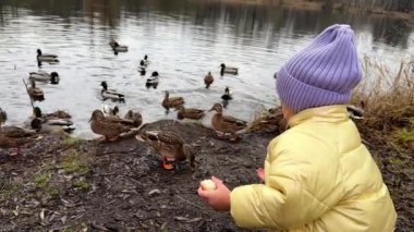 Leylak şapkalı ve sarı ceketli küçük kız gölde ördekleri ekmekle besliyor, sonbahar manzaralı. Yüksek kalite 4k görüntü