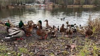 Göldeki ördeklere ekmek fırlatıyorlar, ördekler gittikçe yaklaşıyor, arka planda bir göl var, sonbahar soğuk havası var. Yüksek kalite 4k görüntü