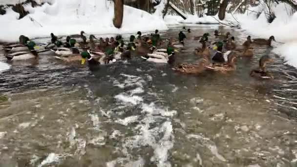 Ducks Svømmer Vinterelv Med Dagens Banker Dekket Snø Opptak Høy – stockvideo