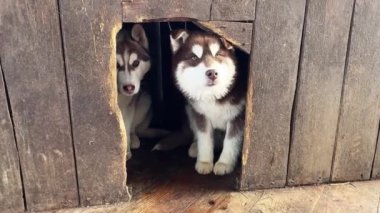 Köpek kulübesinde saklanan ve dışarı çıkmaya korkan iki kahverengi köpek yavrusu. Yüksek kalite 4k görüntü