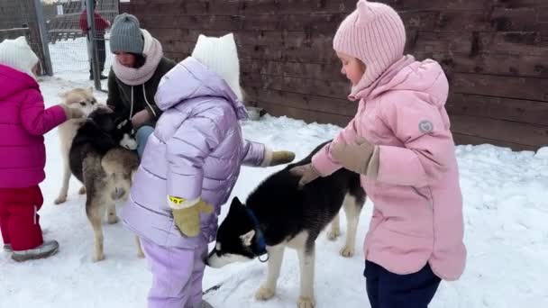 Αδελφές Τρίδυμα Πόδια Husky Σκυλί Χειμώνα Κοιτάζουν Παιχνίδι Της Μαζί — Αρχείο Βίντεο