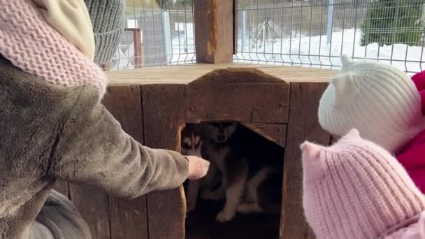 Yavru Köpekleri Ayartmaya Çalışan Kızları Olan Anne Köpek Kulübesinde Saklanan — Stok video