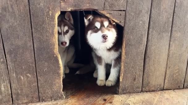 Due Cuccioli Husky Marroni Che Nascondono Una Cuccia Cane Hanno — Video Stock