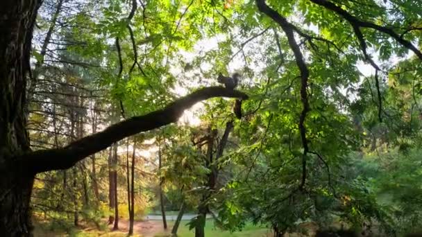 Ardilla Sentada Sobre Una Rama Árbol Bosque Silueta Está Iluminada — Vídeos de Stock