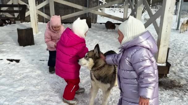 姉妹のトリプルは冬にハスキー犬と一緒に歩き 彼女と一緒に遊んでいるように見えます 冬は雪が降りて寒いです 子供の母親は隣にいます 高品質の4K映像 — ストック動画