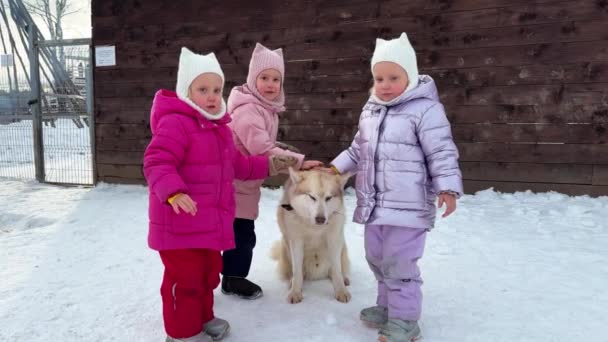 Geschwister Drillinge Gehen Winter Mit Husky Hund Spazieren Sie Schauen — Stockvideo
