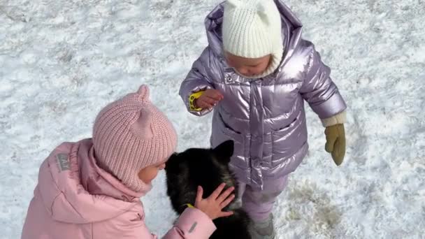 Geschwister Drillinge Gehen Winter Mit Husky Hund Spazieren Sie Schauen — Stockvideo