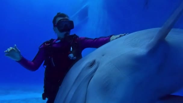 Buceando Con Delfines Piscina Chica Buceadora Comunica Con Delfines Bajo — Vídeos de Stock