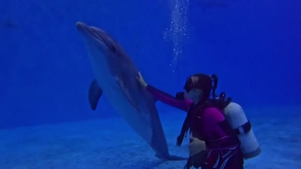 在游泳池里与海豚一起潜水 女潜水者与海豚在水下交流 抚摸海豚 展示手势 拿着鱼鳍游泳 海豚咬着相机 高质量的4K镜头 — 图库视频影像