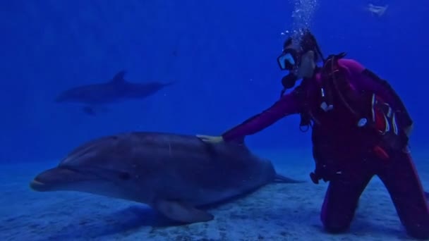 Dykning Med Delfiner Poolen Flicka Dykare Kommunicerar Med Delfiner Vattnet — Stockvideo