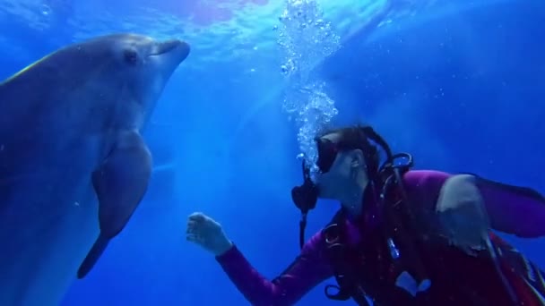 Buceando Con Delfines Piscina Chica Buceadora Comunica Con Delfines Bajo — Vídeos de Stock