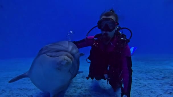 Diving Dolphins Pool Girl Diver Communicates Dolphins Underwater Strokes Them — Stock Video
