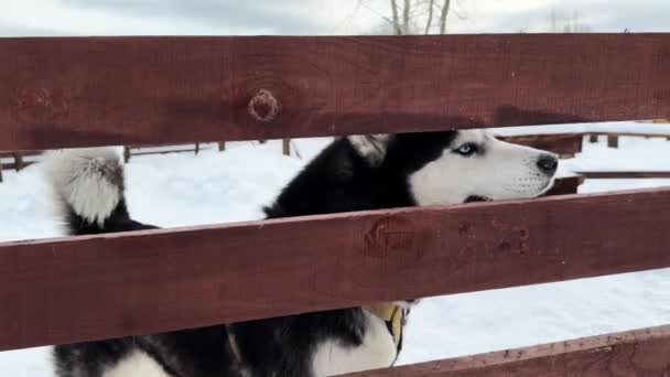 Husky Pies Patrzy Prosto Kamerę Pióra Mroźna Zima Zewnątrz Wysokiej — Wideo stockowe
