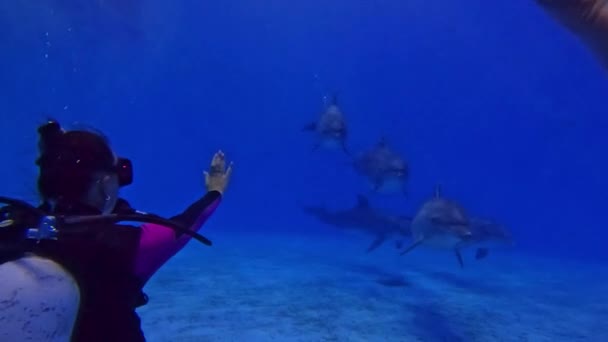 Tauchen Mit Delfinen Pool Taucherin Kommuniziert Mit Delfinen Unter Wasser — Stockvideo