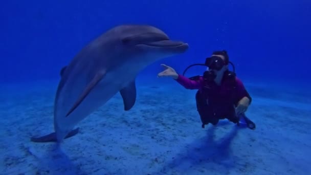 Καταδύσεις Δελφίνια Στην Πισίνα Κορίτσι Δύτης Επικοινωνεί Δελφίνια Υποβρύχια Εγκεφαλικά — Αρχείο Βίντεο