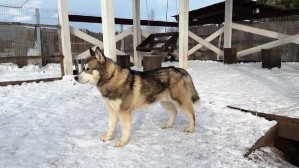 Μικρές Αδελφές Τρίδυμα Προσέγγιση Husky Σκυλί Κρύο Χειμώνα Του Καιρού — Αρχείο Βίντεο