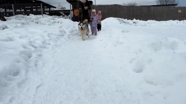 Anya Hármasikrekkel Akik Pórázon Sétálnak Egy Husky Kutyával Télen Egy — Stock videók