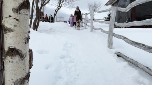Anya Hármasikrekkel Akik Pórázon Sétálnak Egy Husky Kutyával Télen Egy — Stock videók