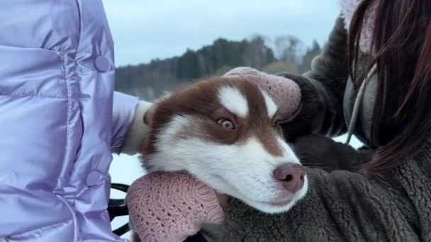 ママとトリプルトリートの娘は 茶色のハスキーな子犬と一緒に冬に歩いています ママは彼女の腕に子犬を保持しています 高品質の4K映像を公開しました 高品質の4K映像 — ストック動画