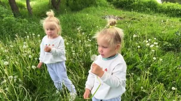 Маленькие Девочки Близнецы Дуют Одуванчик Высококачественные Кадры — стоковое видео