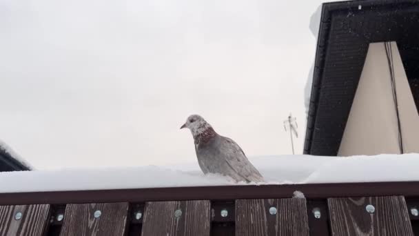 Pombo Branco Senta Neve Inverno Frio Imagens Alta Qualidade — Vídeo de Stock