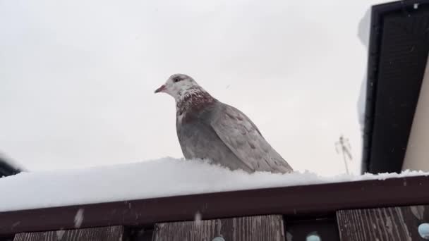 Biały Gołąb Siedzi Śniegu Mroźną Zimę Wysokiej Jakości Materiał — Wideo stockowe