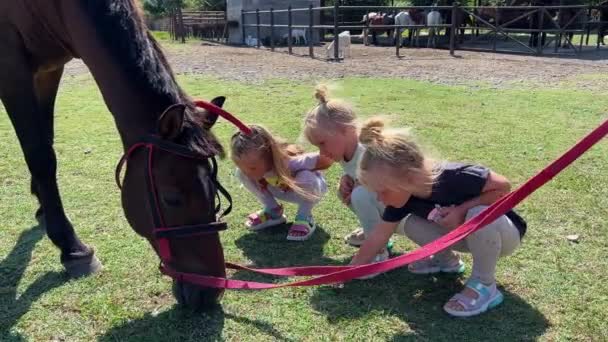 Tre Små Trillingesøstre Der Stod Ved Brun Hest Sommeren Høj – Stock-video