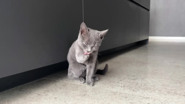 Grey Kitten Menjilati Kaki Pada Latar Belakang Dapur Abu Abu — Stok Video