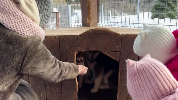Mama Met Dochters Die Puppy Proberen Lokken Twee Bruine Husky — Stockvideo