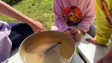 Çocuklar oltayla yakaladıkları küçük bir nehir balığına bakar ve bir tencere su koyarlar. Yüksek kalite 4k görüntü