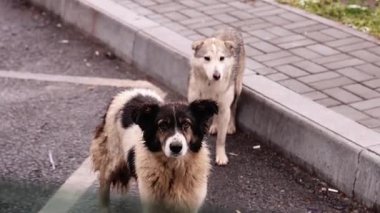 İki pis sokak köpeği yolda yemek için yalvarıyor. Yüksek kalite 4k görüntü