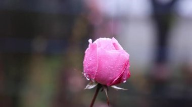Pembe bir gül yağmur damlalarıyla büyür. Yüksek kalite 4k görüntü