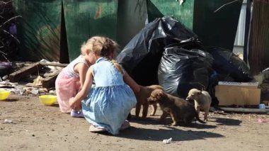 Çocuklar çöpte yaşayan sokak köpeklerini besler. Yüksek kalite 4k görüntü
