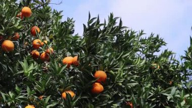 Deniz kenarındaki portakal bahçesinde büyük portakallar. Yüksek kalite 4k görüntü