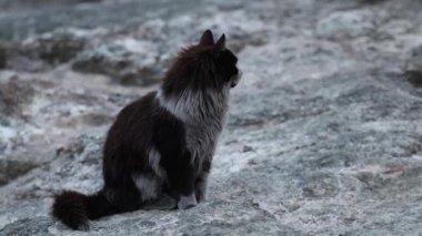 Chimera Dağı 'nda küllerle kaplı bir kedi. Yüksek kalite 4k görüntü