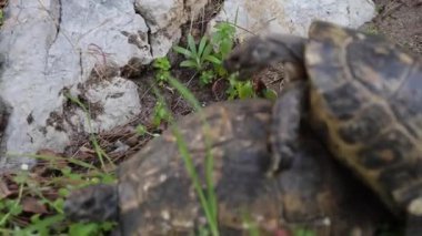 Kara kaplumbağaları için çiftleşme mevsimi, bir kaplumbağanın diğerini yakalayıp kabuğuyla ona vurmasıdır. Yüksek kalite 4k görüntü