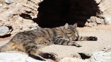 Türkiye 'nin Efes kentinin kalıntıları gündüz vakti çekildi. Yüksek kalite 4k görüntü