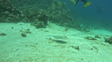 Dalış sırasında mavi lekeli bir vatoz. Yüksek kalite 4k görüntü