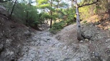 Çocuklu bir aile Kırım 'daki Golitsyn patikasında yürüyor. Yüksek kalite 4k görüntü