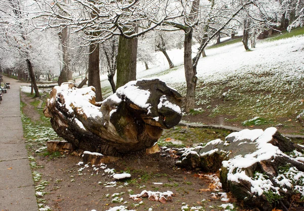 Kökü sökülmüş ağaç. Ormanda devrilmiş bir ağaç. Orman manzarası. Ağacın kökleri. Yaşlı büyük ağaç. Karlı park.