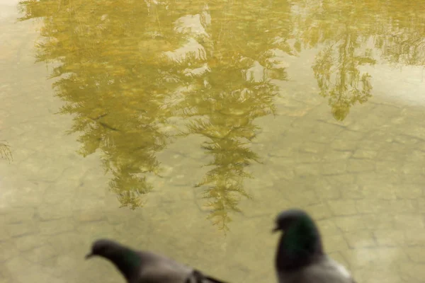 Birds Watching Reflection Water — Stock Photo, Image