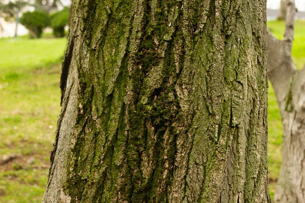 Teksturowane Tło Pękniętej Kory Drzew Różnych Kształtach Lesie — Zdjęcie stockowe
