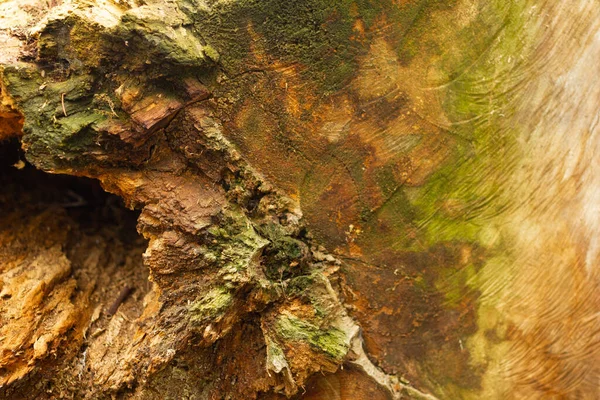 Sfondo Strutturato Corteccia Albero Incrinato Con Diverse Forme Nella Foresta — Foto Stock